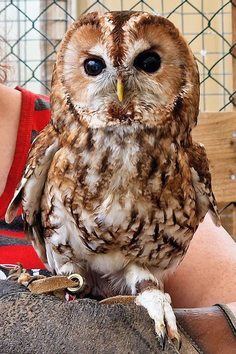 Huxley's Birds of Prey Centre and Gardens