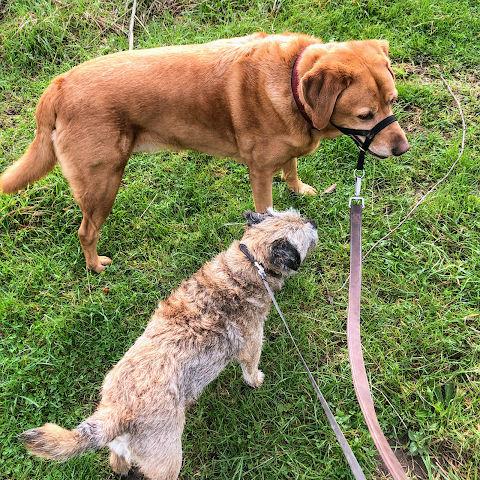 Bark in the Park Dog Walking and Pet Services