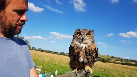 Barn Owl Hollow