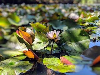 Heath Pool