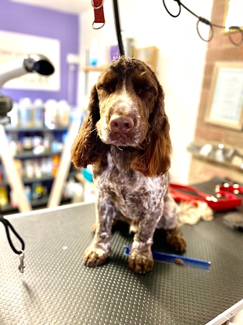 Jacko's Fluff Yer Pups professional dog grooming service