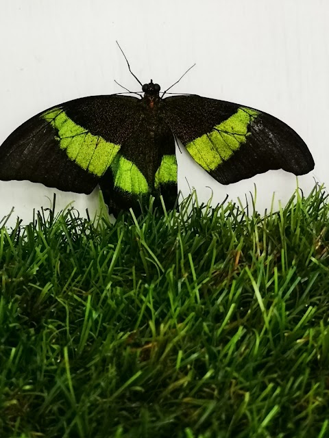 Butterfly World IOW