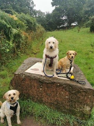 Delamere Dogs