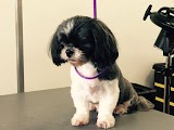 AV Purrfect Pets - Pet Salon & Spa