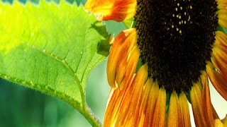 Sunflower Counselling Cardiff