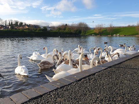 Waterworks Swan Lake