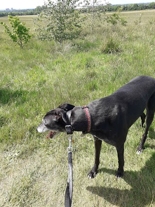 Meadowsweet dog walking and training