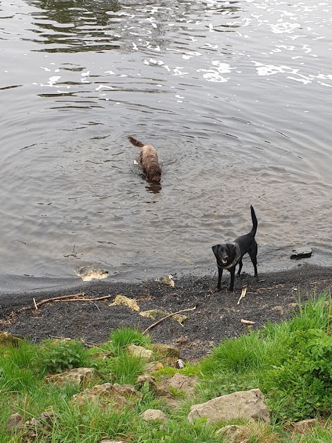 Paws Dog walking