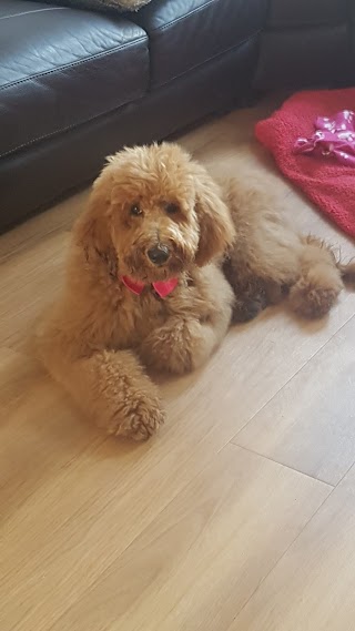 Barclay & Babs Grooming