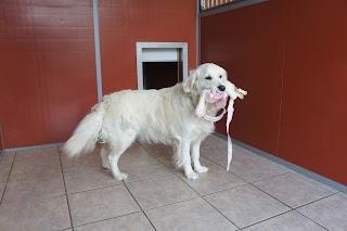 The Rhyddings Kennels & Grooming Salon