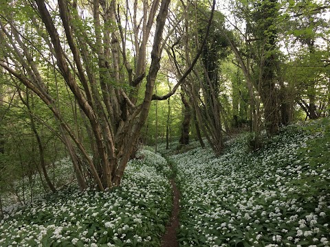 Colerne Park and Monk's Wood