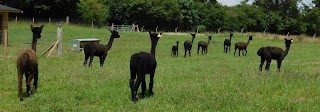 Wolfridge Alpaca Barn