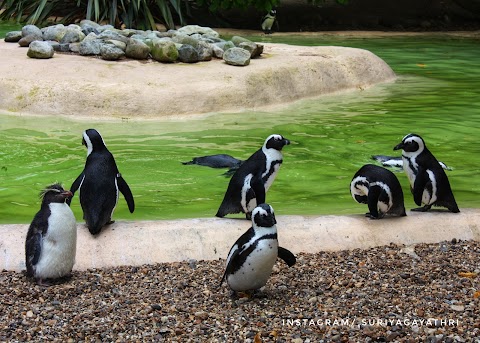 London Zoo Penguin Pool