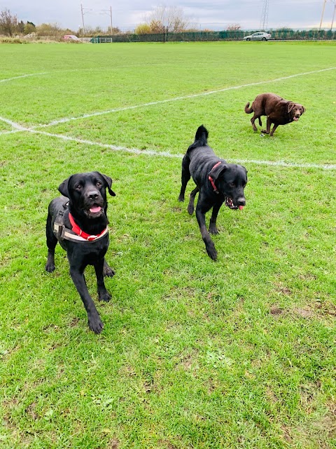 Newton-le-Willows dog walking