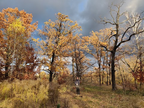 Сирецький гай