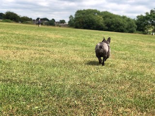 HQ Pet Services Dog Walkers