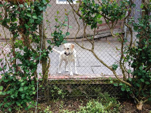 Glenview Boarding Kennels