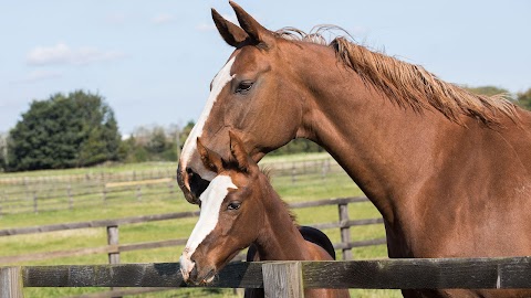 Epona Equine Vets