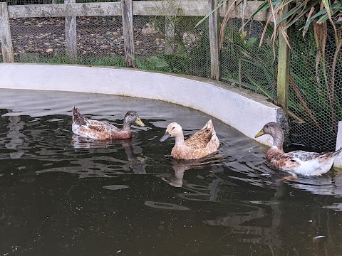 Swansea Community Farm