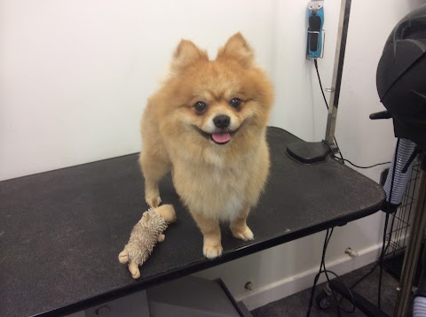 Kidderminster Dog Grooming