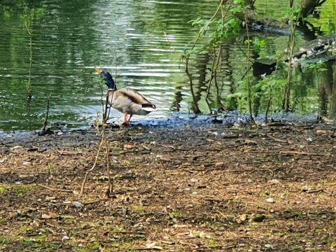 Caversham Park Pond