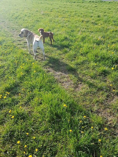 Vesington Boarding Kennels