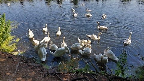 Brookvale Park