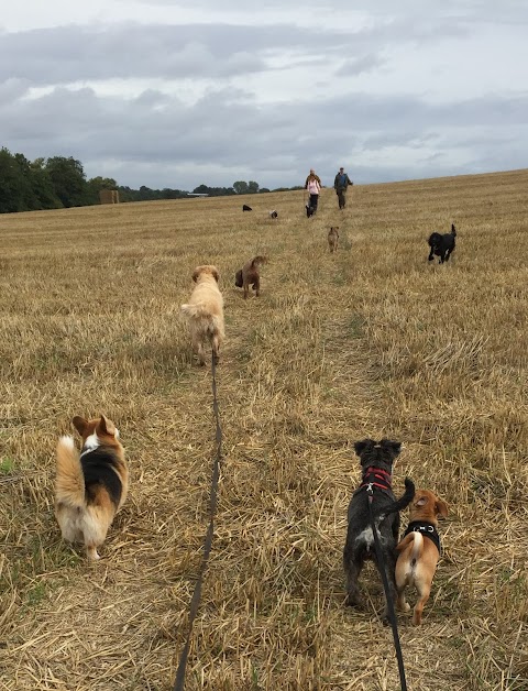 Go Out Paws - Coventry dog walking & day-care (fully licenced)