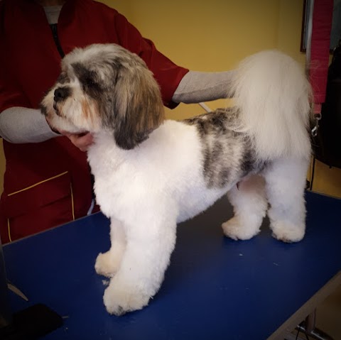 Jojoes Dog Grooming - Dog groomers