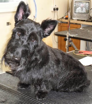 Hollylodge Dog Grooming