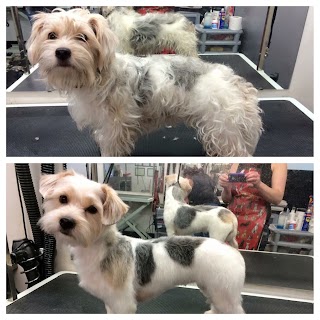 Platinum Dog Grooming