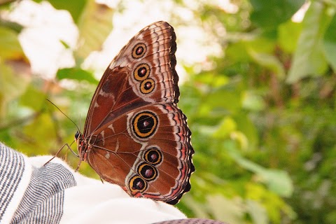 Edinburgh Butterfly & Insect World