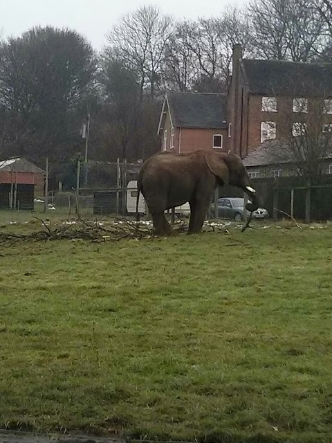 West Midlands Safari Park