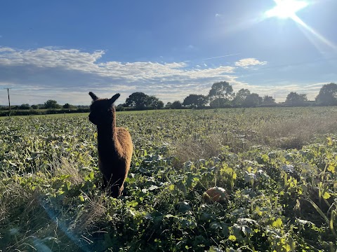 Pumpkins & Alpacas @ Tunstall Farm Park