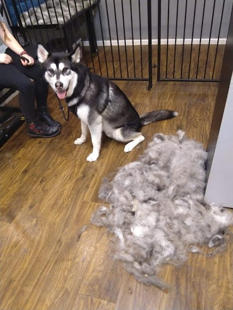 Furlishous Dog & Cat grooming salon, Groomer training center