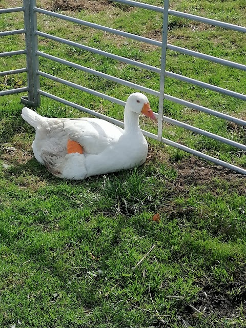 Northycote Farm