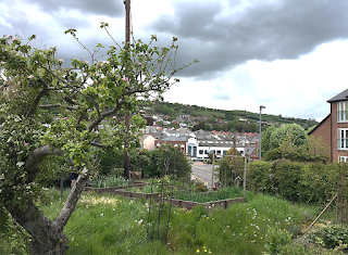 The Mystical Orchard B&B