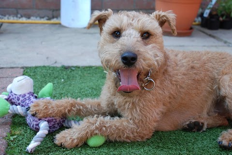 Valley Kennels and Cattery