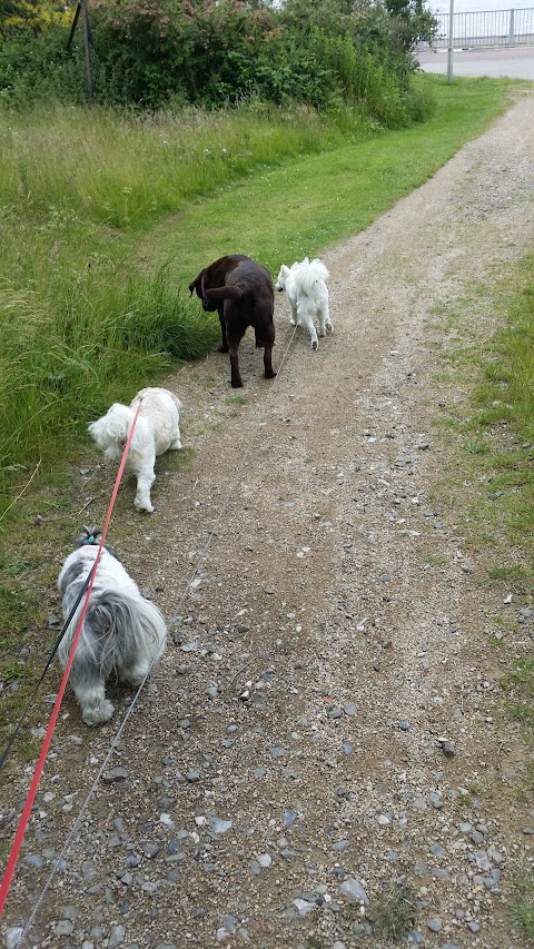 Waggytails Dog Walking in South Liverpool