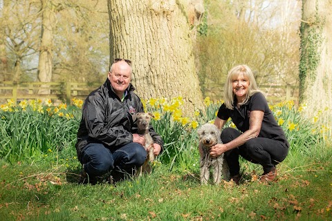 We Love Pets Altrincham - Dog Walker, Pet Sitter