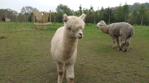 Aston Springs Farm