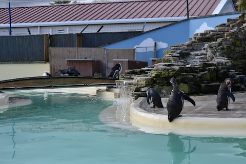 Penguin Feeding