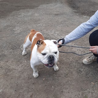 Netherlands Boarding Kennels