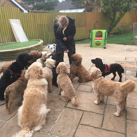 Go Out Paws - Coventry dog walking & day-care (fully licenced)