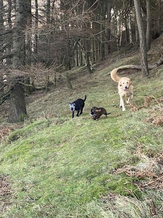 Paws and Moors Ilkley