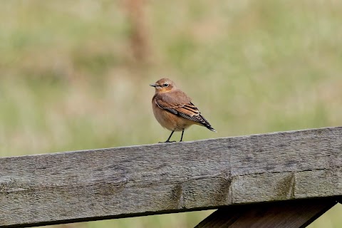 National Trust - Bolberry Down