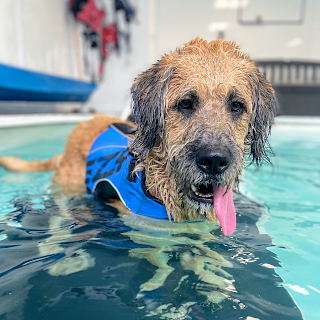 High Lane Hydrotherapy Ltd - Canine Services