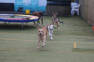 Doggos Doggy Day Care