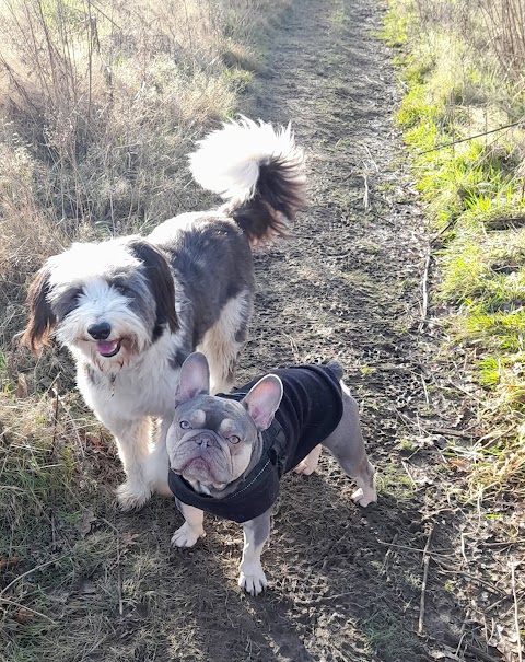 We Are Leads Professional Dog Walking Service