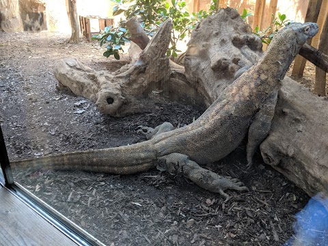 The Attenborough Komodo Dragon House